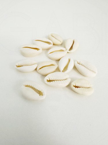 Kriauklės, 19~24x14~17x5~9mm , baltos spalvos, 10vnt
